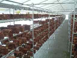 椎茸の棚鉄バイプ