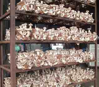 椎茸の発生遠景