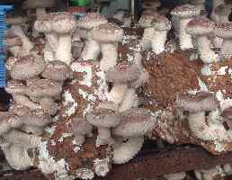 椎茸の発生 近景