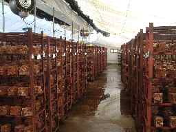 椎茸栽培ハウス内