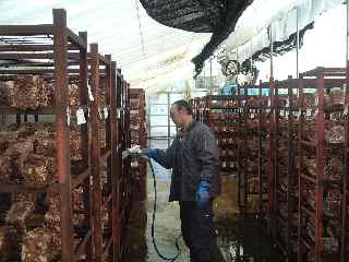 椎茸菌床へ散水