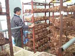 シイタケの棚移動