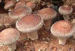 椎茸菌床発生 アップ