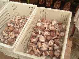 しいたけ 収穫コンテナ