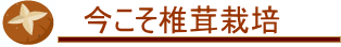 今こそ椎茸栽培