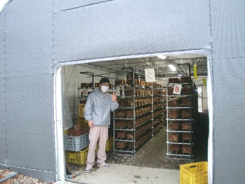 椎茸栽培用のビニールハウスの前で
