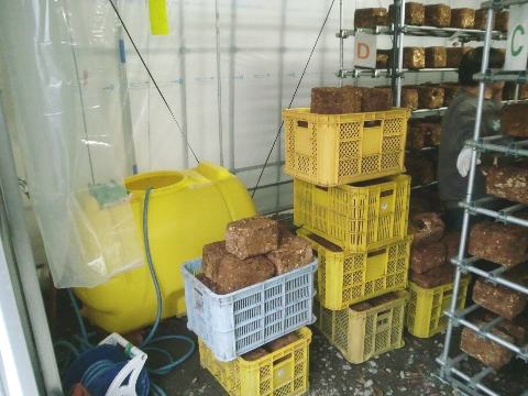 浸水待ちの菌床を集める