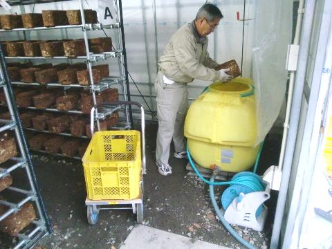 菌床を浸水させる作業