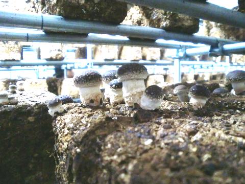 菌床から発生した椎茸