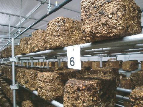 椎茸菌床のアップ