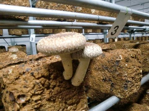 椎茸の親子の図!