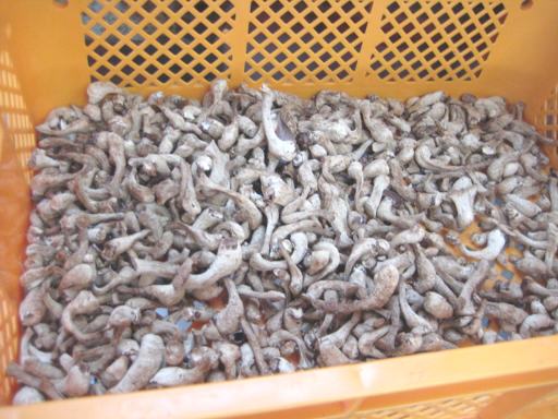 天日干しした干し椎茸
