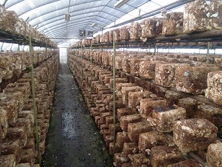 椎茸栽培菌床棚一杯