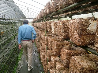 椎茸栽培封切り後2日経過