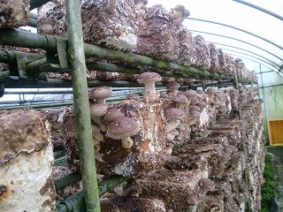 椎茸栽培1番発生