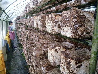 椎茸栽培菌床状態確認