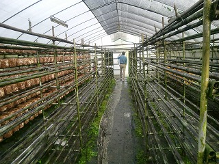 椎茸栽培空きの棚