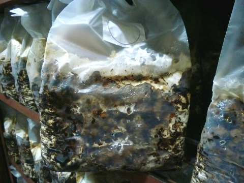 �ő��ۏ��J���O