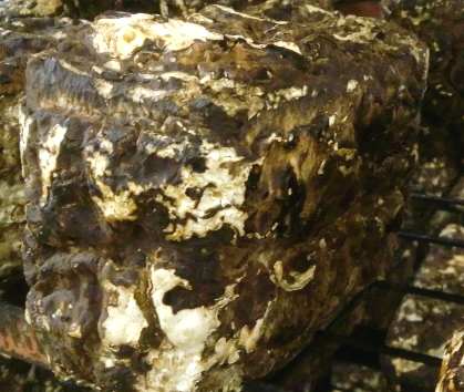 �ő��ۏ��A�J������