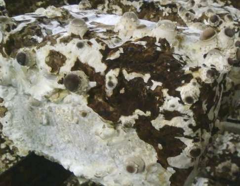 �ő��ۏ��A�J���Q����