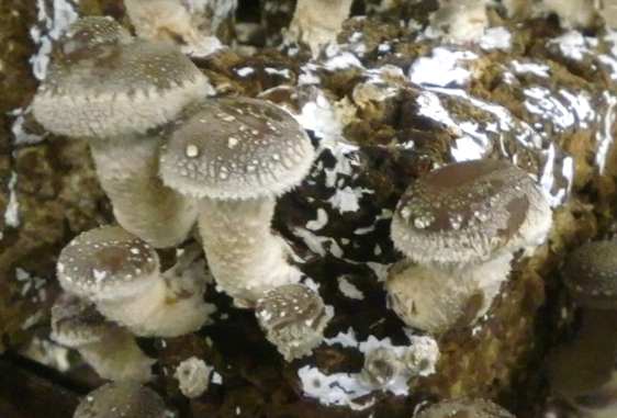 �ő��ۏ��A�J����T����