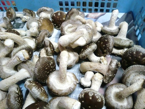 �ő����n�i�I